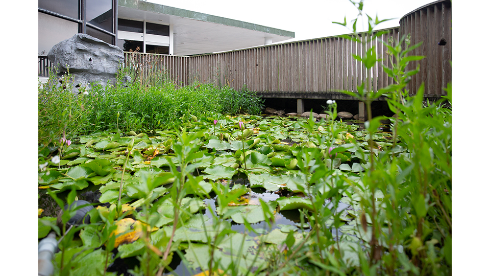 涵養了豐富水生植物的生態池。